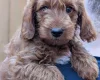 Labradoodle