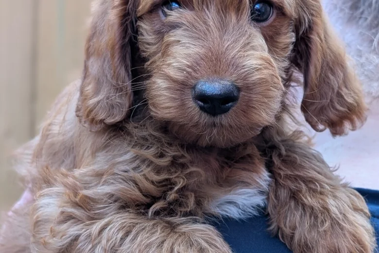 Labradoodle