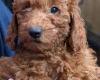 Labradoodle