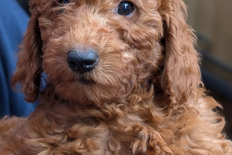 Labradoodle