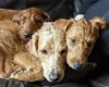 Labradoodle