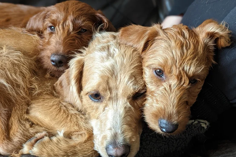 Labradoodle