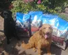 Labradoodle