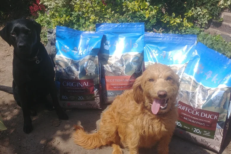 Labradoodle