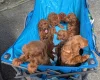 Labradoodle