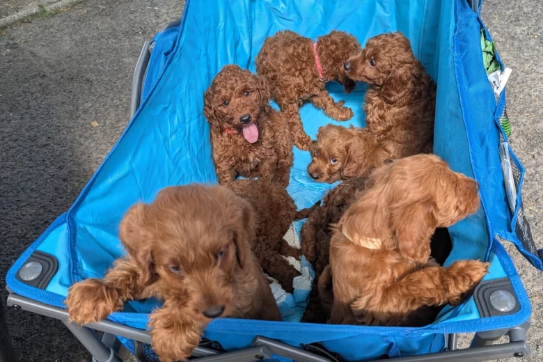 Labradoodle