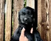 Labradoodle