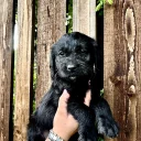 Labradoodle