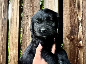 Labradoodle