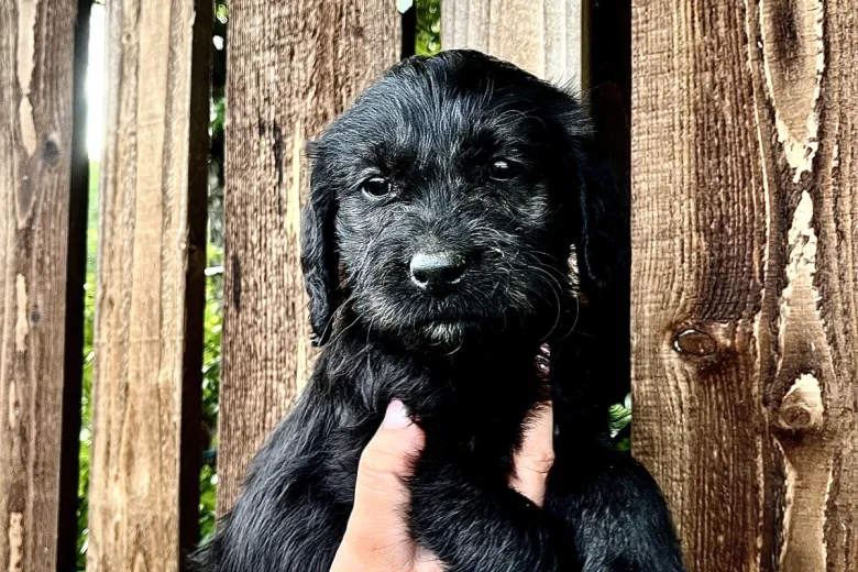 Labradoodle
