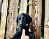 Labradoodle