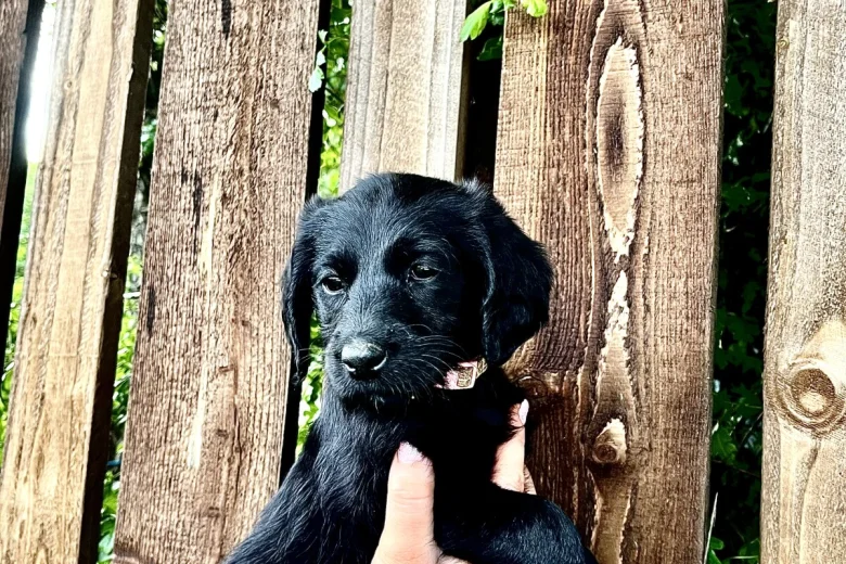 Labradoodle