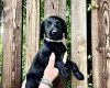 Labradoodle