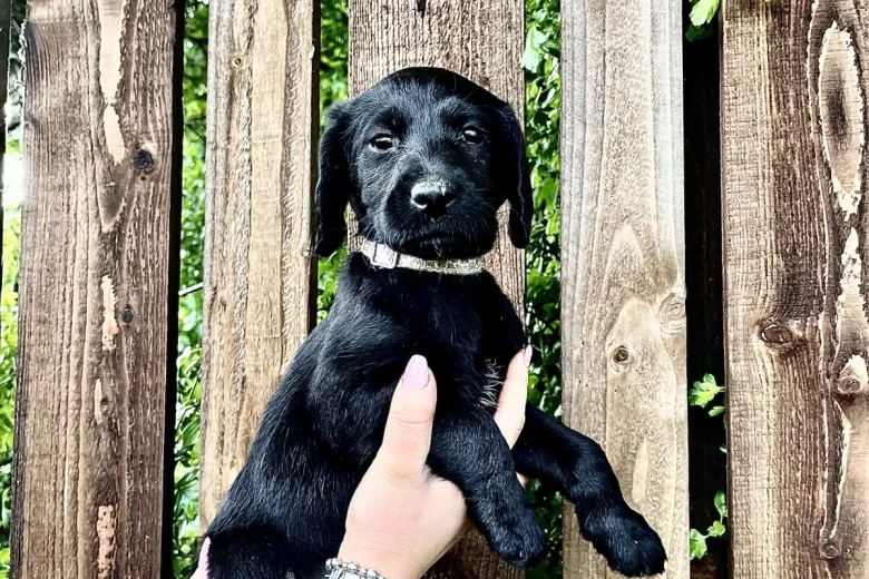 Labradoodle