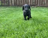 Labradoodle