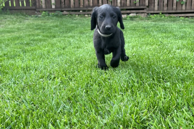 Labradoodle