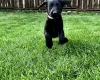 Labradoodle