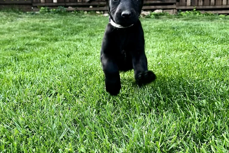 Labradoodle