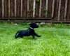 Labradoodle