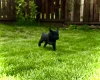 Labradoodle