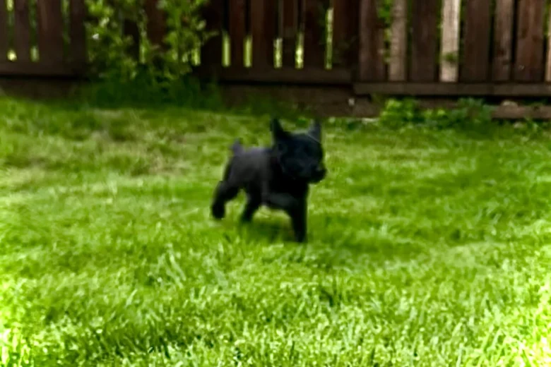 Labradoodle