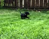Labradoodle