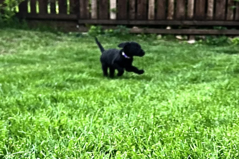 Labradoodle