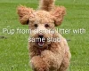 Labradoodle