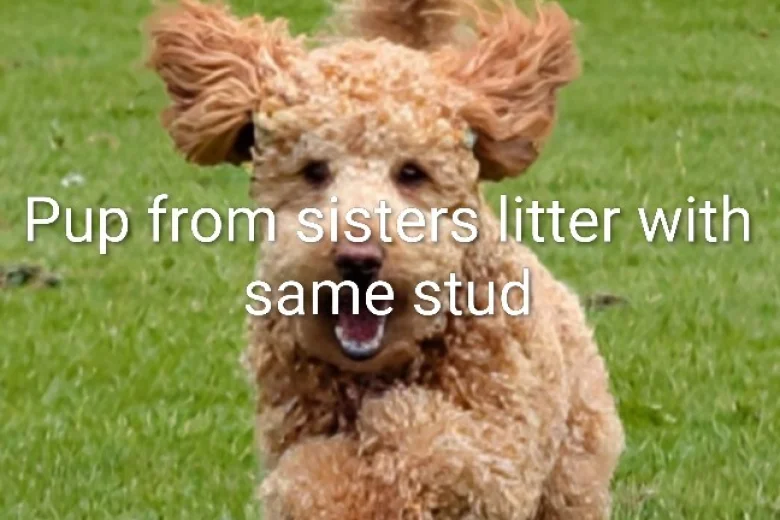 Labradoodle