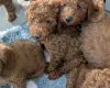 Labradoodle