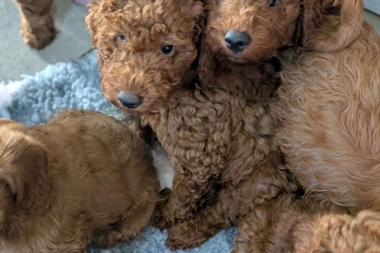 Labradoodle