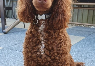 Stud