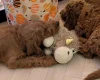 Labradoodle