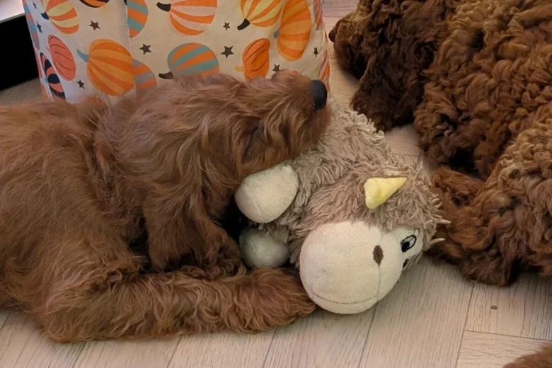 Labradoodle