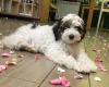 Labradoodle