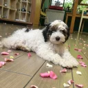 Labradoodle