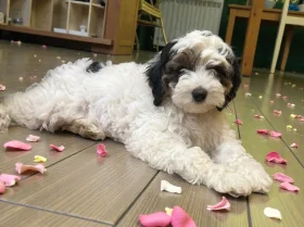 Labradoodle