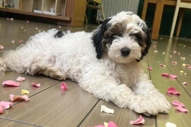 Labradoodle