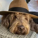 Labradoodle