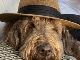 Labradoodle
