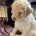 Labradoodle