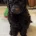 Labradoodle