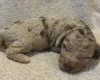 Labradoodle