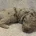 Labradoodle