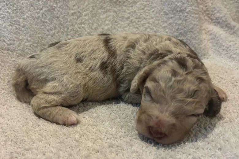 Labradoodle