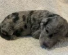 Labradoodle