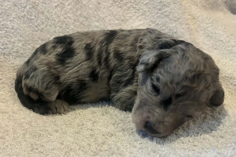 Labradoodle