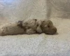 Labradoodle