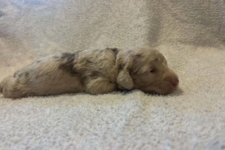 Labradoodle