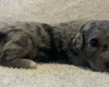 Labradoodle